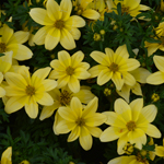 Bidens Sunbird White Yellow